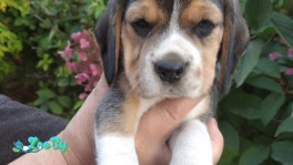 Щенки Бигля