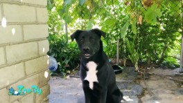 Красавица Бусинка ищет дом!