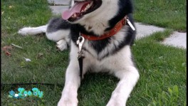 Хаски в дар