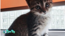 Котята в дар
