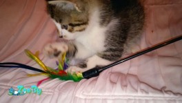 Котята в дар