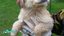 Щенки в хорошие руки