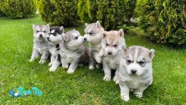 Щенки хаски
