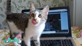 Порядочный парень, самодостаточный котёнок