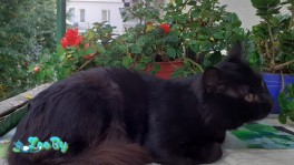 Кот-минчанин