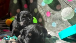 Щенки цвергшнауцера 