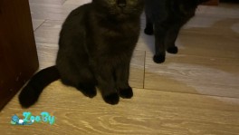 Котята ⬛ 
