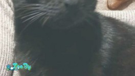 Кошечка срочно ищет дом или передержку!