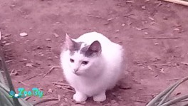 Стерилизованная кошка в дар