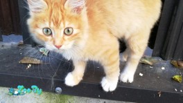 Котенок ищет семью!