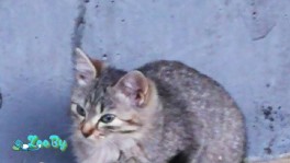Котенок ищет семью!