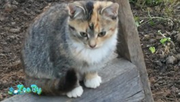 Котенок ищет семью!