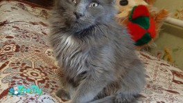 Котёнок