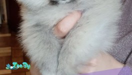 Щенки шпица