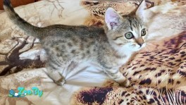 Котёнок