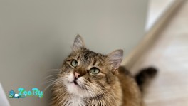 Кошка Тигра в дар 