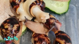 Улитята архахатины эгрегии стандарт и леуцист (альбино)