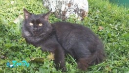 Черный котенок ищет дом!
