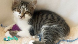 Котенок Малыш в дар!