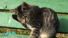 Нужна передерджка котятам!