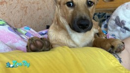 Отдам собаку в добрые руки