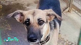 Блеки хочет жить!