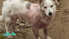 Очень нужна помощь собачке!