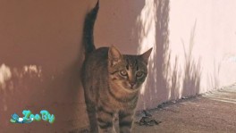 Котик ищет дом!