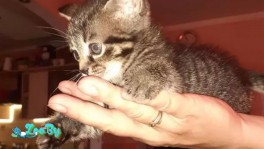 Котёнок Австралийской дымчатой кошки