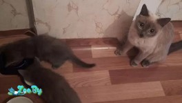 Бирманская кошка