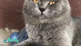 Бразильский кот