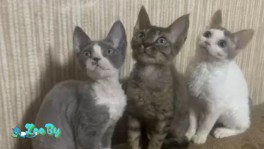 Котята девон рекс