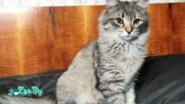 Котята felis silvestris + калифорнийская сияющая