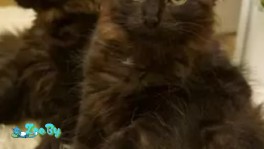 Котята карельского бобтейла