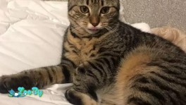 Кот, кошка Кельтская