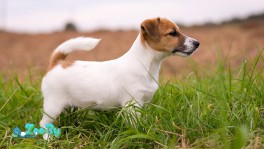 Породный щенок Джек Рассел терьера