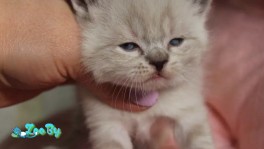 Котята манчкин