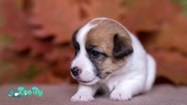 Породный щенок Джек Рассел терьера