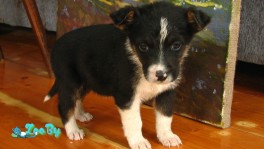 Щенки в дар