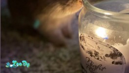 Декоративный кролик+ клетка +мисочка +поилка+лоток