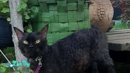 Селкирк рекс 1.5 года мальчик черный