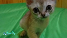 Котята сингапуры