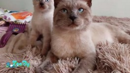 Тонкинский котенок