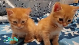 Котята Японский бобтейл 