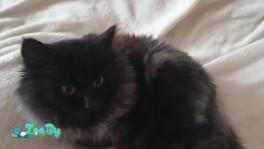 Котенок в дар