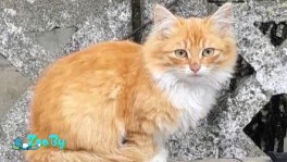 Котята в беде, помогите спасти!