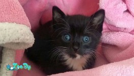 Котенок ищет семью!