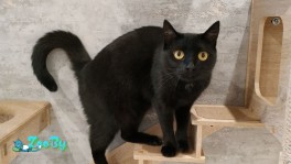 Кошки в добрые руки