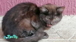 Кот ищет дом!