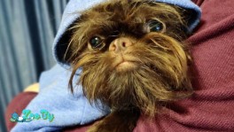 Шикарный бельгиец 6 месяцев